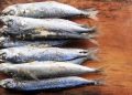 Resep Pindang Ikan Patin Khas Palembang Asam Pedas Gurih Penggugah Selera