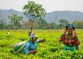Sejarah Hari Teh Internasional dan Perayaan Keberlanjutan Minuman 5000 Tahun