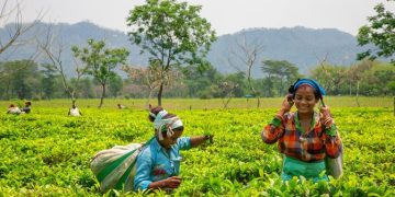 Sejarah Hari Teh Internasional dan Perayaan Keberlanjutan Minuman 5000 Tahun