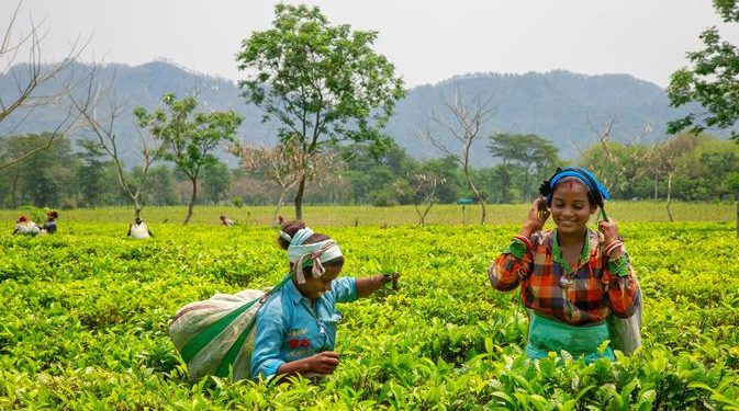 Sejarah Hari Teh Internasional dan Perayaan Keberlanjutan Minuman 5000 Tahun