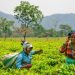 Sejarah Hari Teh Internasional dan Perayaan Keberlanjutan Minuman 5000 Tahun