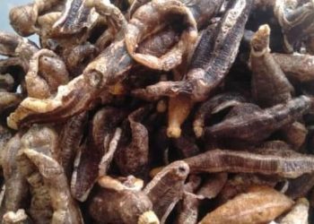 Menikmati Keripik Teripang Renyah, Camilan Laut yang Jadi Primadona di Gresik