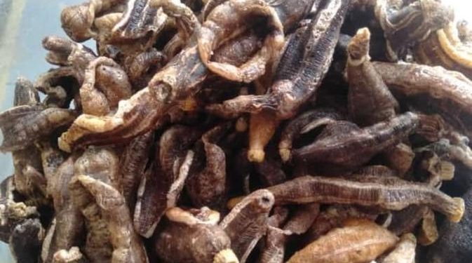 Menikmati Keripik Teripang Renyah, Camilan Laut yang Jadi Primadona di Gresik