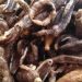 Menikmati Keripik Teripang Renyah, Camilan Laut yang Jadi Primadona di Gresik