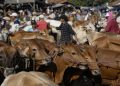 Banjir Desa Krajan Banjarnegara Sebabkan 52 Sapi dan 339 Kambing Terkorban