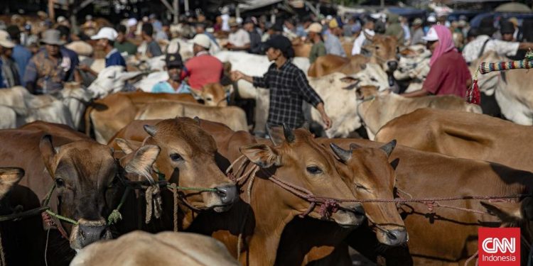 Banjir Desa Krajan Banjarnegara Sebabkan 52 Sapi dan 339 Kambing Terkorban