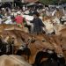 Banjir Desa Krajan Banjarnegara Sebabkan 52 Sapi dan 339 Kambing Terkorban