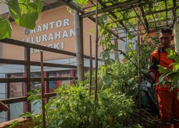 Kelurahan Tangki Ubah Atap Kantor Menjadi Lumbung Pangan