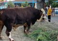 Prabowo Sumbang Sapi Berat 1,08 Ton di Masjid Agung Surakarta