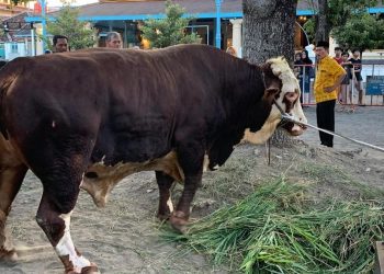 Prabowo Sumbang Sapi Berat 1,08 Ton di Masjid Agung Surakarta