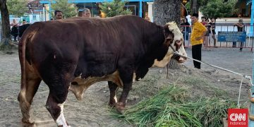 Prabowo Sumbang Sapi Berat 1,08 Ton di Masjid Agung Surakarta
