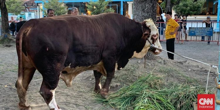 Prabowo Sumbang Sapi Berat 1,08 Ton di Masjid Agung Surakarta