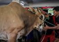 Mengapa Istiqlal Tidak Membagikan Daging Kurban Secara Langsung Seperti Biasanya?