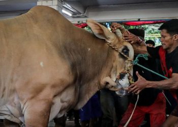 Mengapa Istiqlal Tidak Membagikan Daging Kurban Secara Langsung Seperti Biasanya?