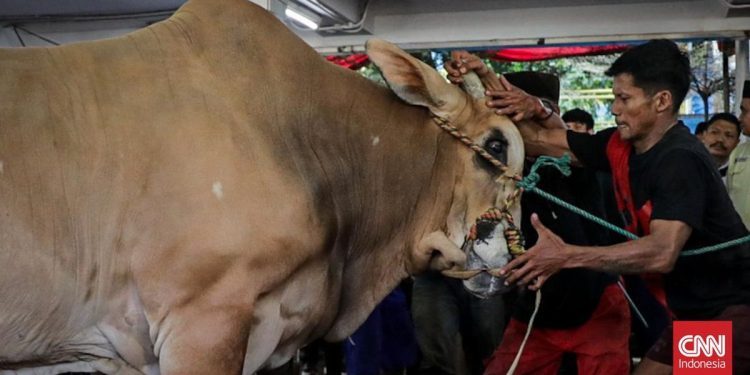 Mengapa Istiqlal Tidak Membagikan Daging Kurban Secara Langsung Seperti Biasanya?