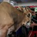 Mengapa Istiqlal Tidak Membagikan Daging Kurban Secara Langsung Seperti Biasanya?