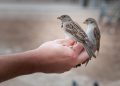 Karantina Lampung Gagalkan Penyelundupan 172 Burung Tanpa Izin