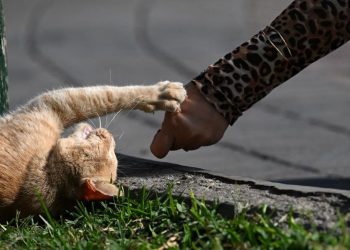 Perempuan Jembrana Tewas Diduga Rabies Usai Digigit Kucing
