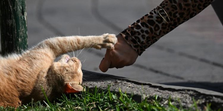 Perempuan Jembrana Tewas Diduga Rabies Usai Digigit Kucing