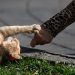 Perempuan Jembrana Tewas Diduga Rabies Usai Digigit Kucing
