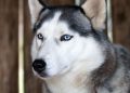 Anjing Husky Viral Diserang di Bekasi, Unit K9 Polisi Dikerahkan