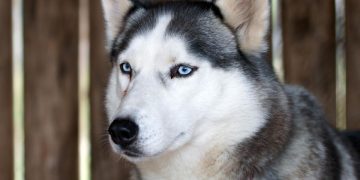 Anjing Husky Viral Diserang di Bekasi, Unit K9 Polisi Dikerahkan