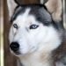 Anjing Husky Viral Diserang di Bekasi, Unit K9 Polisi Dikerahkan