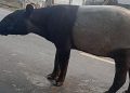 Tapir di Jalinsum Lampung Menjadi Perhatian Warganet