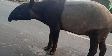 Tapir di Jalinsum Lampung Menjadi Perhatian Warganet