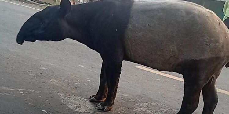 Tapir di Jalinsum Lampung Menjadi Perhatian Warganet