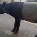 Tapir di Jalinsum Lampung Menjadi Perhatian Warganet