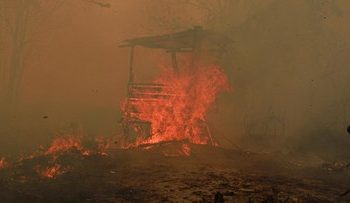Catatan 936 Hektare Hutan dan Lahan Terbakar di Kalimantan Timur