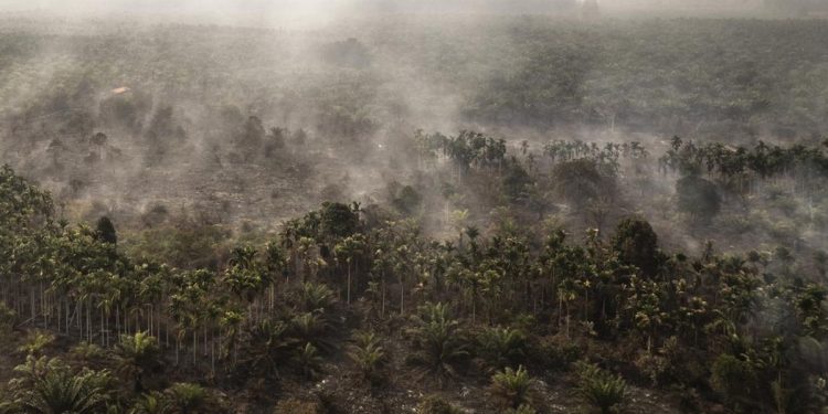 Rokok Diduga Penyebab Karhutla 30 Hektare di Rohil Riau Satu Tersangka