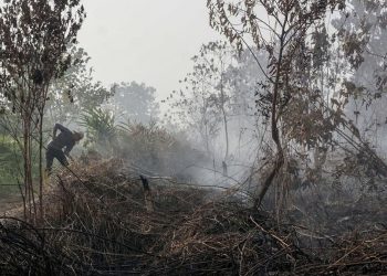 Kebakaran Lahan di Kulon Progo, Api Terjadi di Bendungan Kamijoro