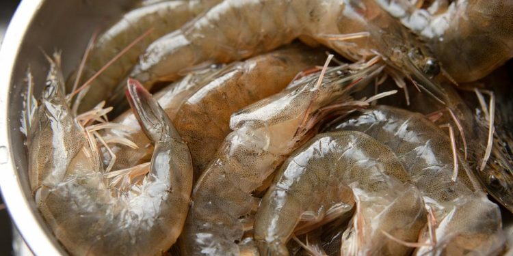 7 Cara Mengolah Udang Mentah agar Tidak Amis, Tetap Juicy dan Tidak Alot