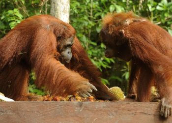Kebakaran Hutan Taman Nasional Tanjung Puting Luas 513,89 Hektare