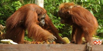 Kebakaran Hutan Taman Nasional Tanjung Puting Luas 513,89 Hektare