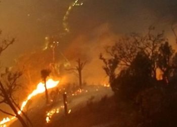 Karhutla Jawa Timur Capai 7363 Hektare, 79 Persen Terjadi di Kawasan Konservasi