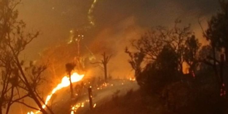 Karhutla Jawa Timur Capai 7363 Hektare, 79 Persen Terjadi di Kawasan Konservasi